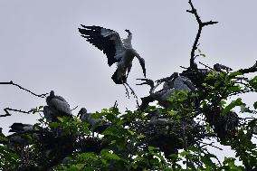 Wildlife In India