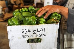 Palestinian Farmers Pick Vegetables In A Warehouse In Gaza Strip