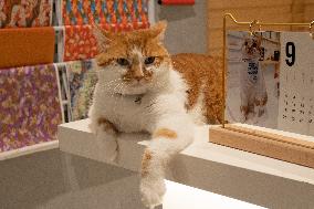 A Cat Lies in A Shop in Shanghai