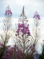 Fireweed blooms in Carpathians