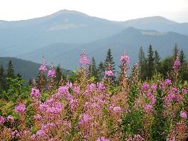 Fireweed blooms in Carpathians