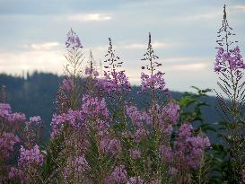 Fireweed blooms in Carpathians