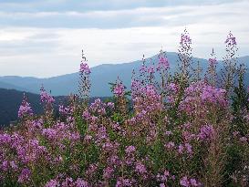 Fireweed blooms in Carpathians