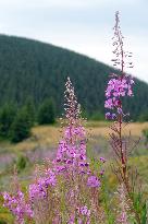 Fireweed blooms in Carpathians