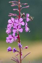 Fireweed blooms in Carpathians