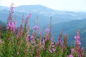 Fireweed blooms in Carpathians