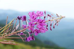 Fireweed blooms in Carpathians