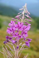 Fireweed blooms in Carpathians