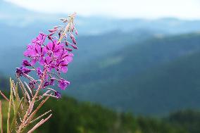 Fireweed blooms in Carpathians