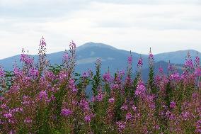 Fireweed blooms in Carpathians