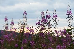 Fireweed blooms in Carpathians