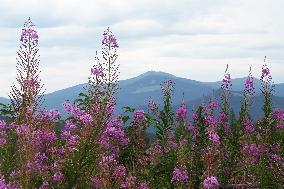 Fireweed blooms in Carpathians