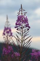 Fireweed blooms in Carpathians