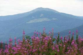 Fireweed blooms in Carpathians