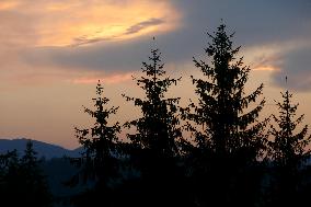 Fireweed blooms in Carpathians