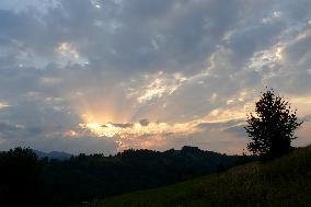 Fireweed blooms in Carpathians