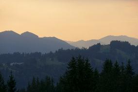 Fireweed blooms in Carpathians