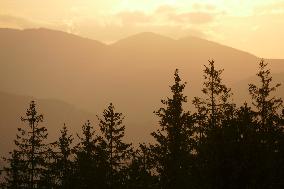 Fireweed blooms in Carpathians