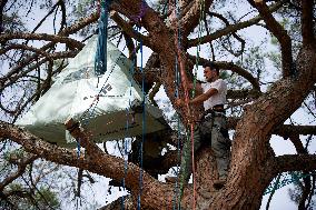 Arborist-climber Thomas Brail On Hunger Strike Against The Planned Highway A69