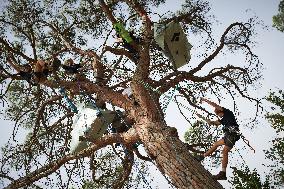 Arborist-climber Thomas Brail On Hunger Strike Against The Planned Highway A69