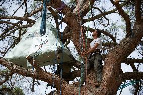 Arborist-climber Thomas Brail On Hunger Strike Against The Planned Highway A69