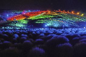 Illuminated kochia field at eastern Japan park