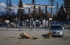 Bush Creek East Wildfire Aftermath - British Columbia