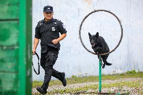 Handlers Train Police Dogs in Zhoushan