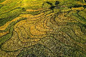 CHINA-GUIZHOU-GUIDING-TERRACED FIELDS (CN)