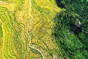 CHINA-GUIZHOU-GUIDING-TERRACED FIELDS (CN)