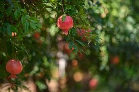 ISRAEL-YESUD HAMA'ALA-POMEGRANATE-HARVEST