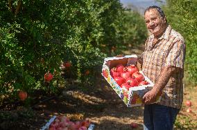 ISRAEL-YESUD HAMA'ALA-POMEGRANATE-HARVEST