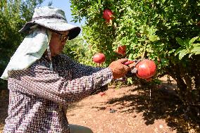 ISRAEL-YESUD HAMA'ALA-POMEGRANATE-HARVEST