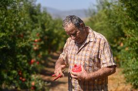 ISRAEL-YESUD HAMA'ALA-POMEGRANATE-HARVEST