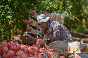 ISRAEL-YESUD HAMA'ALA-POMEGRANATE-HARVEST