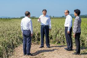 CHINA-HEILONGJIANG-SHANGZHI-XI JINPING-VISIT (CN)