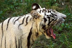 Two White Tigers Play In The Water - New Delhi