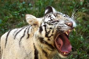 Two White Tigers Play In The Water - New Delhi