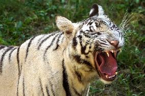 Two White Tigers Play In The Water - New Delhi