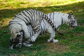 Two White Tigers Play In The Water - New Delhi