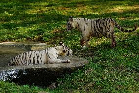 Two White Tigers Play In The Water - New Delhi