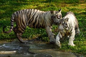 Two White Tigers Play In The Water - New Delhi