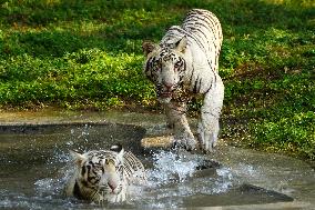 Two White Tigers Play In The Water - New Delhi