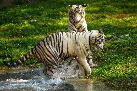 Two White Tigers Play In The Water - New Delhi