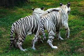 Two White Tigers Play In The Water - New Delhi