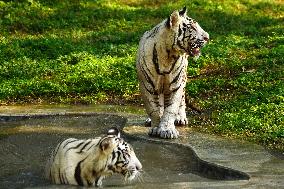 Two White Tigers Play In The Water - New Delhi