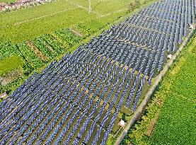 Fish-light Complementary Photovoltaic Power Plant in Hai'an