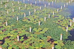 Fish-light Complementary Photovoltaic Power Plant in Hai'an