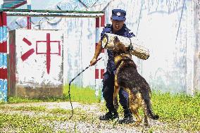 Handlers Train Police Dogs in Zhoushan