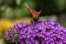 Peacock Butterfly Spotted On A Summer Lilac